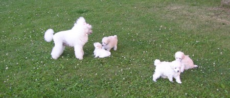 Prostor na zahradě je veliký...DORLY, CRISTIAN, BECRUX, BOREAS, BOOTES